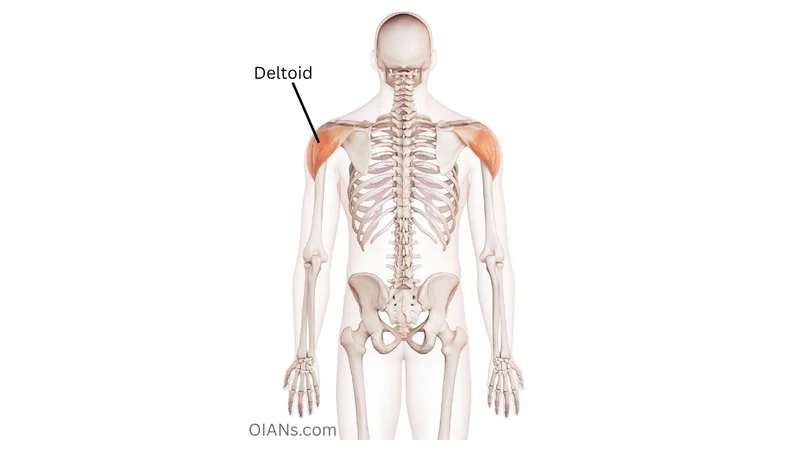 Deltoid (*Delts) muscle anatomy illustration