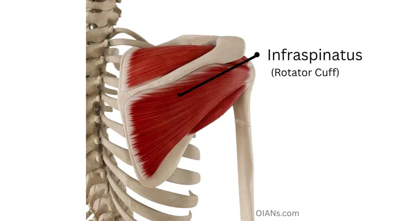 Infraspinatus (Rotator Cuff) muscle anatomy illustration