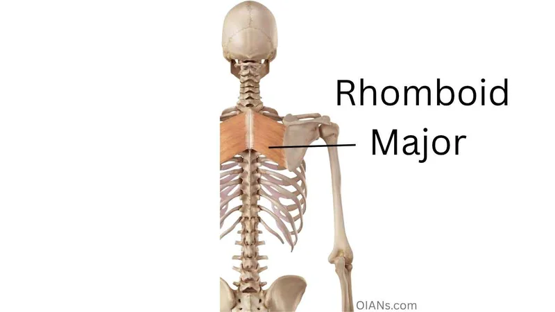 Rhomboid Major muscle anatomy illustration