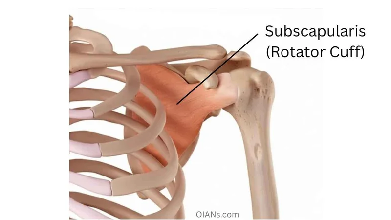 Subscapularis (Rotator Cuff) muscle anatomy illustration