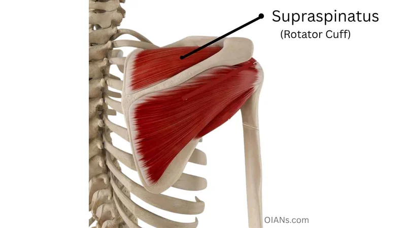 Supraspinatus (Rotator Cuff) muscle anatomy illustration