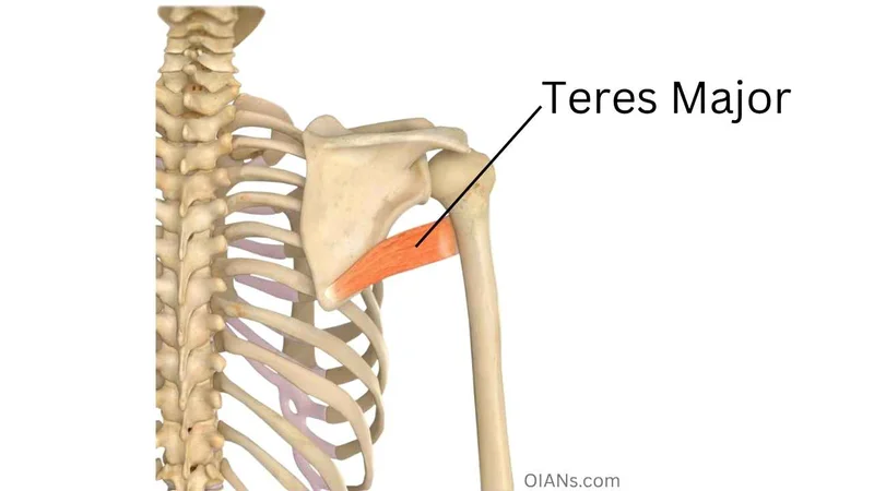 Teres Major muscle anatomy illustration