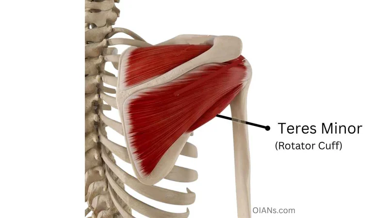 Teres Minor (Rotator Cuff) muscle anatomy illustration