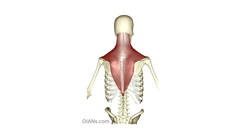 Trapezius (*Traps) muscle anatomy illustration